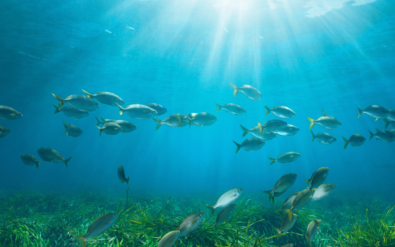 Communication de la DGAMPA en préalable à la signature prochaine de l'arrêté