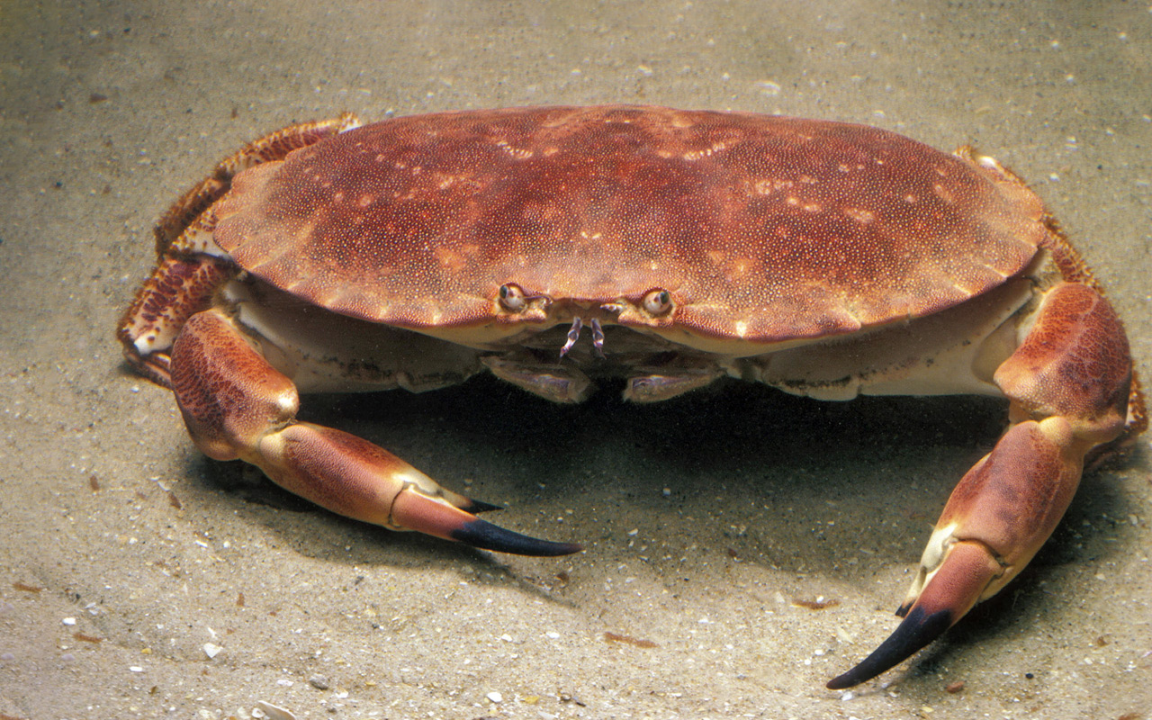 Arrêté du 6 janvier 2026 : modification taille du tourteau