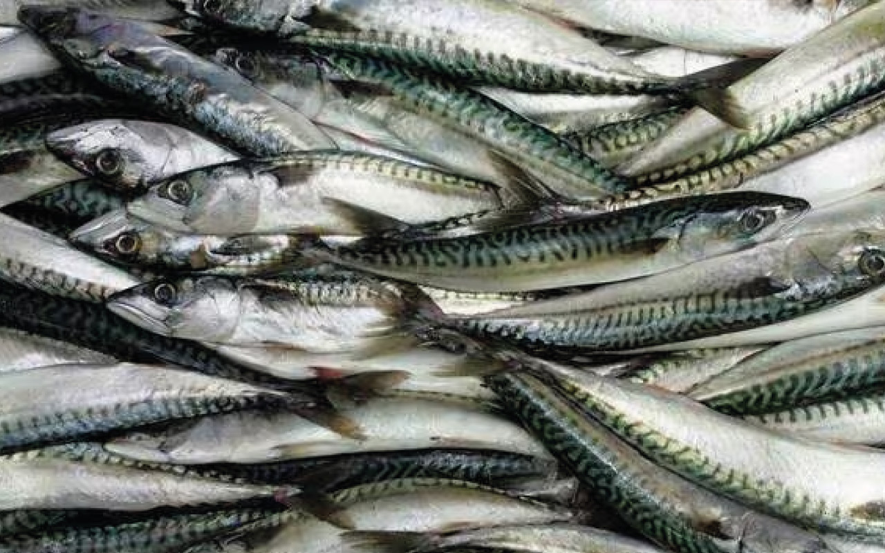 La Fédération nationale de la plaisance et des pêches « dénonce » le quota de cinq maquereaux par jour et par personne