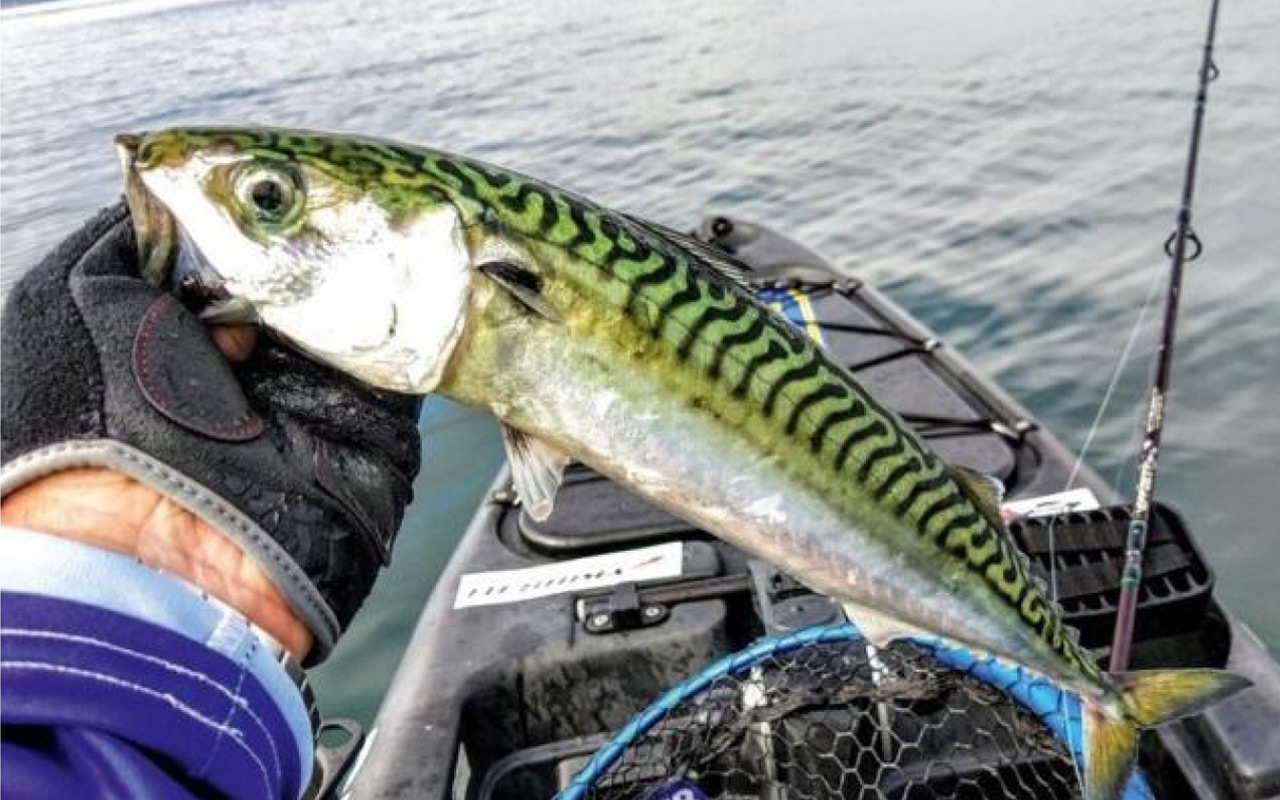 Saint-Quay-Portrieux - Pêcheurs plaisanciers. Cinq maquereaux par jour :« Pas de la solidarité mais une punition ! »