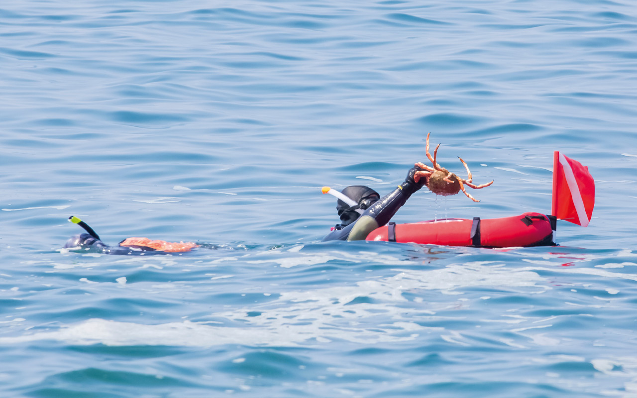 Pêche sous-marine… et crustacés