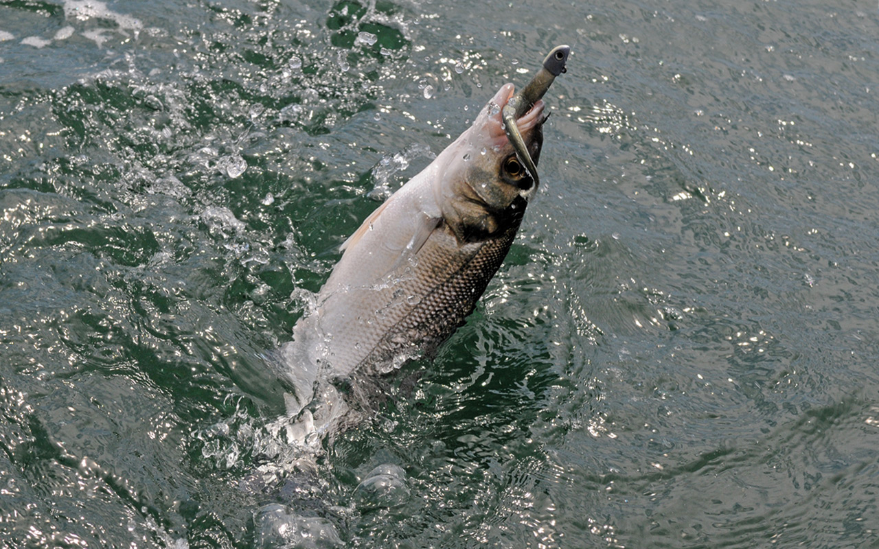 Concilier environnement et pêche des espèces sensibles comme le bar et le lieu... une gageure, vraiment ?