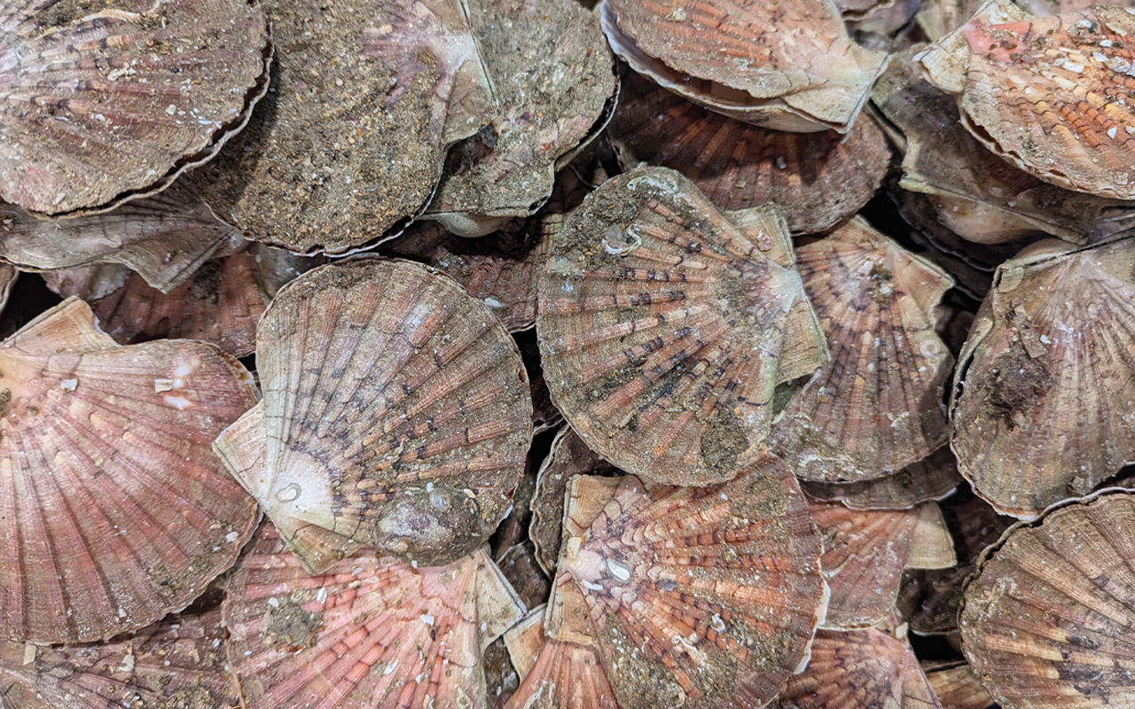 Saisie de 2 tonnes de coquille Saint-Jacques !