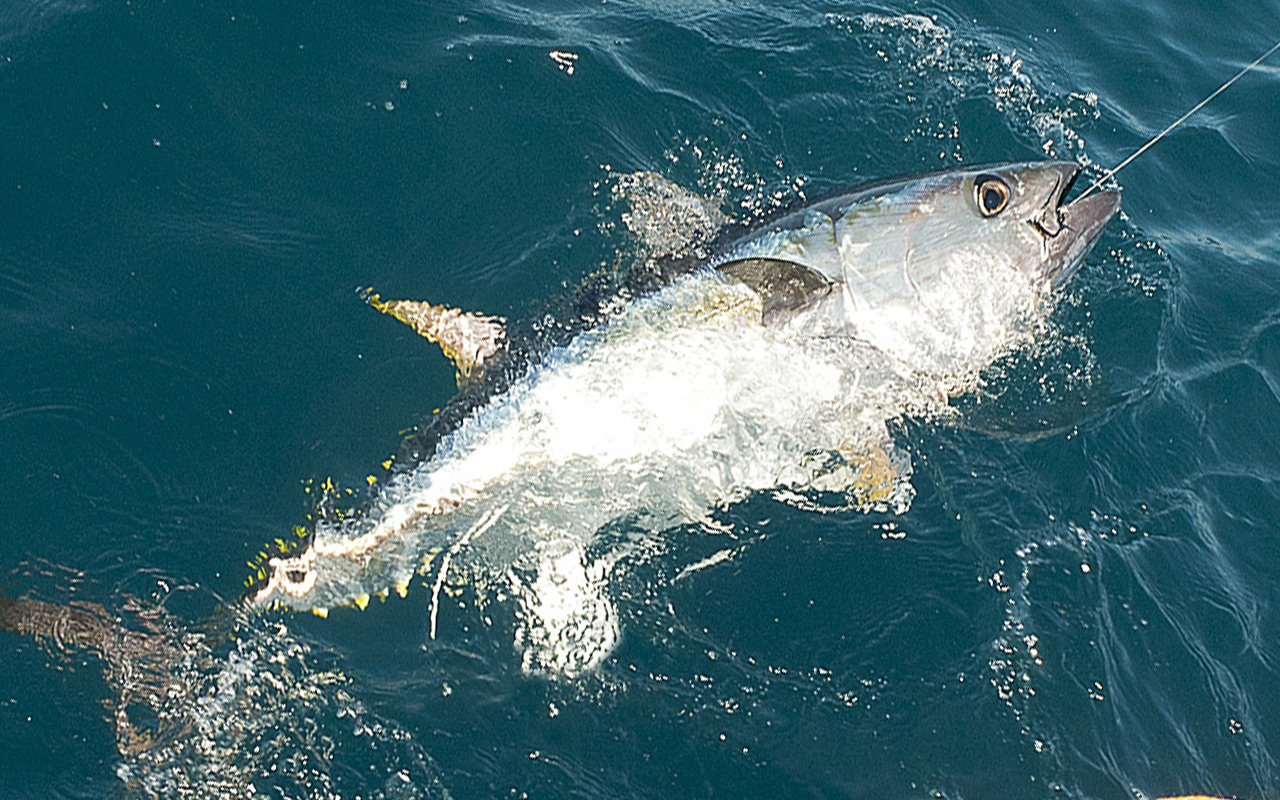 Projet d'arrêté du thon rouge : 600 contributions publiées !